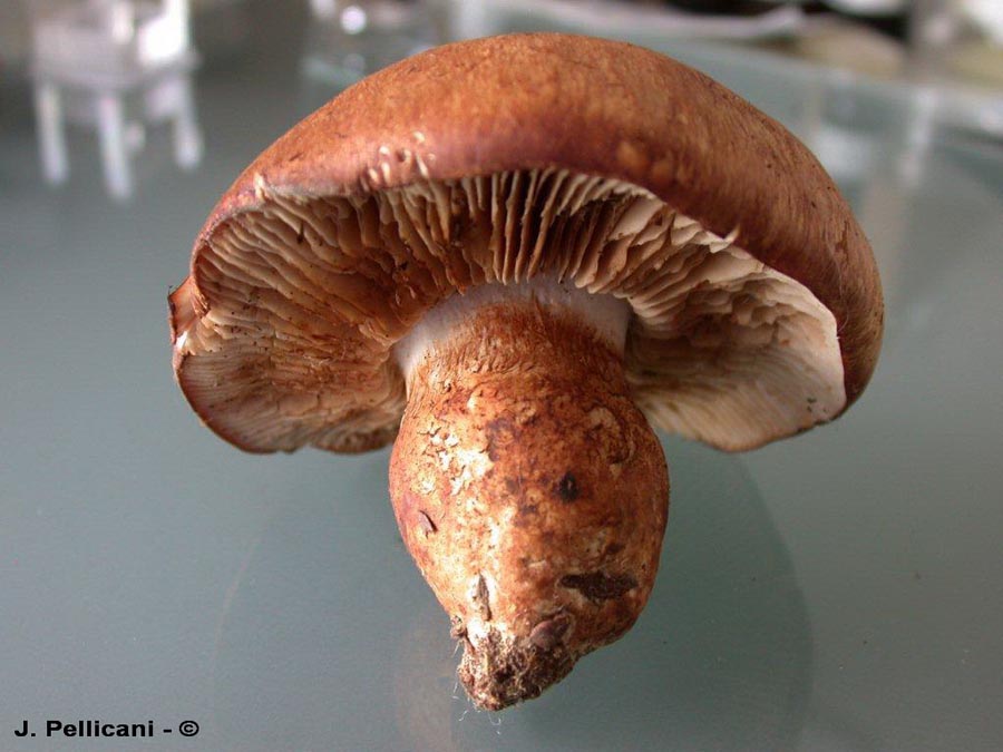 Cortinarius velatocaulis