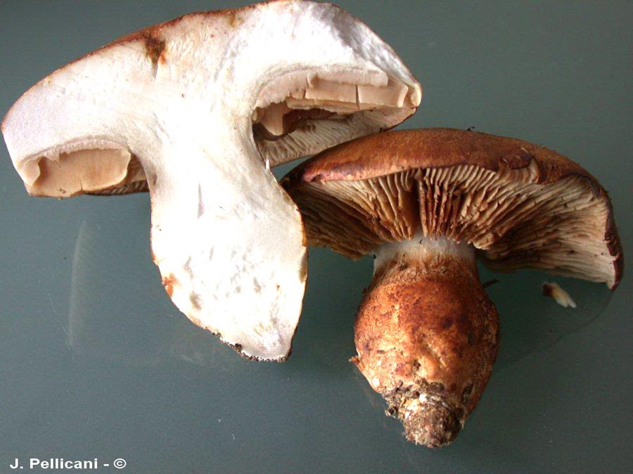 Cortinarius velatocaulis