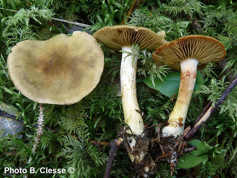 Cortinarius venetus