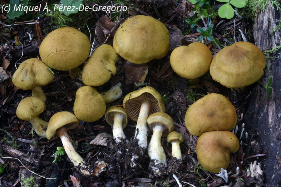 Cortinarius venetus