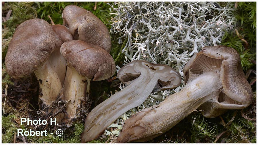 Cortinarius veregregius