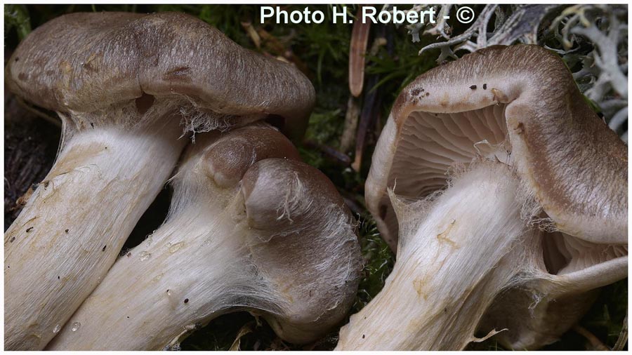 Cortinarius veregregius