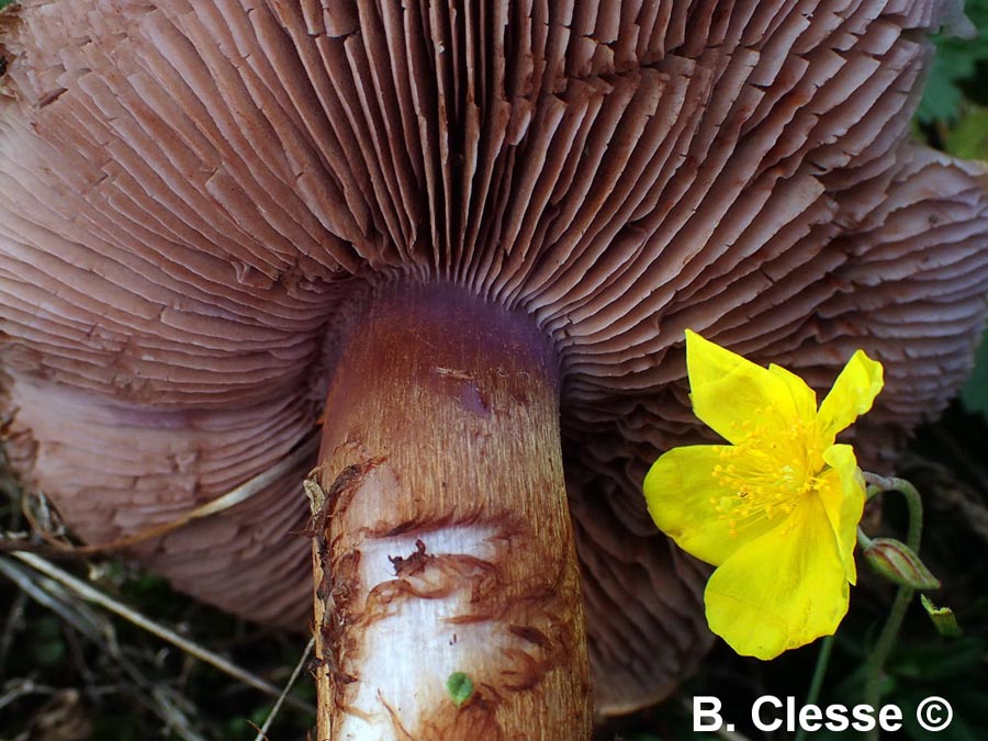 Calonarius vesterholtii (Cortinarius vesterholtii)