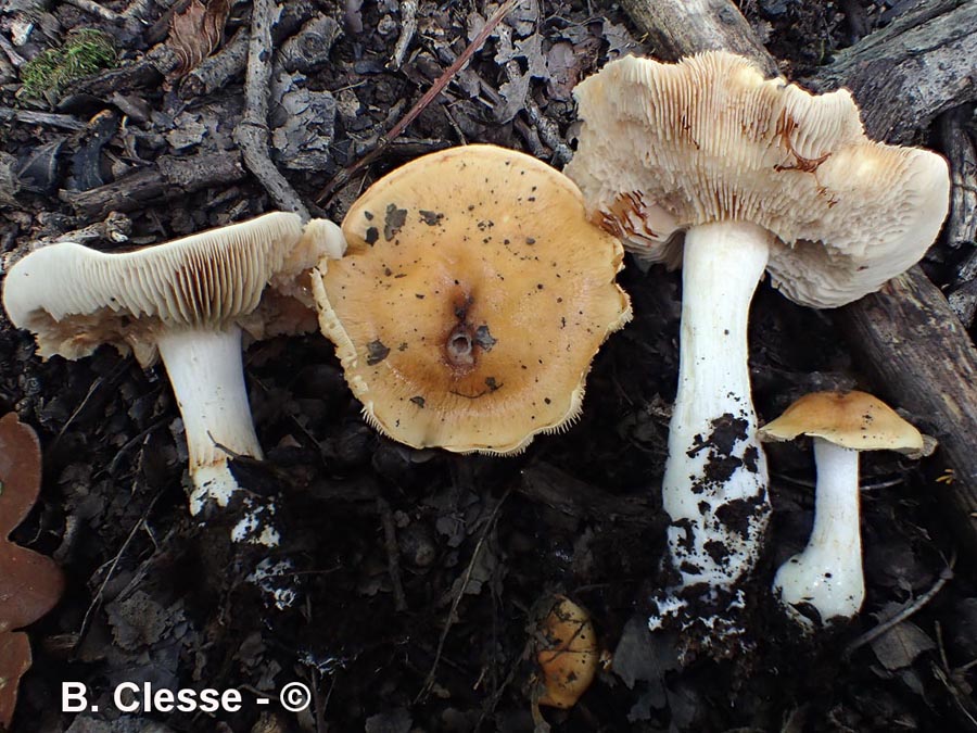 Cortinarius vibratilis