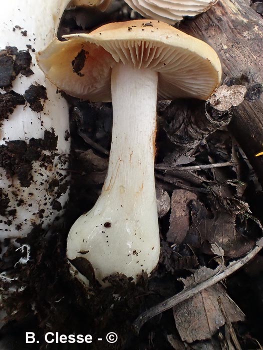 Cortinarius vibratilis