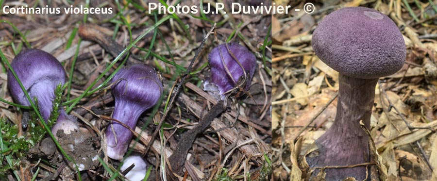 Cortinarius violaceus