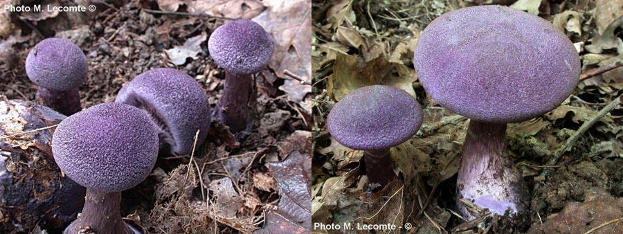 Cortinarius violaceus