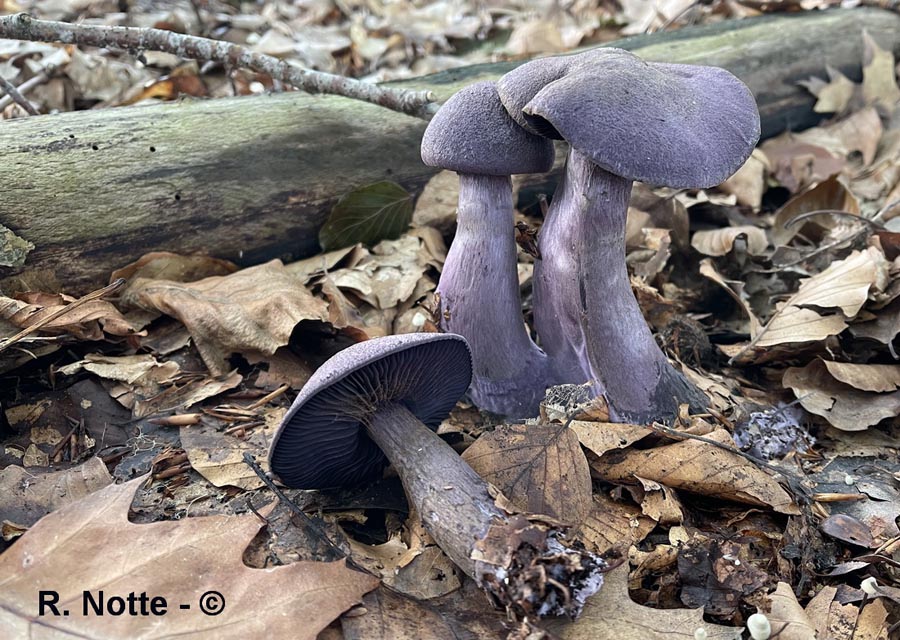 Cortinarius violaceus