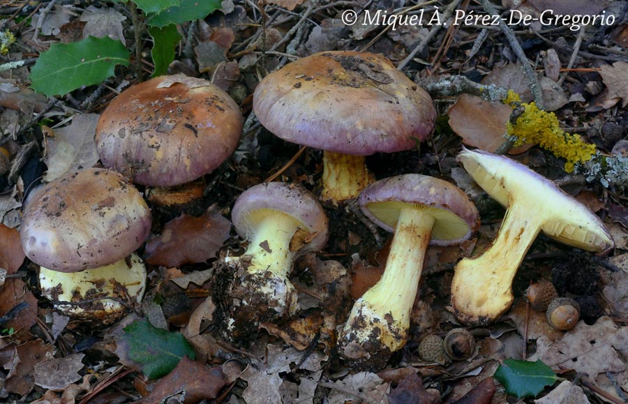 Cortinarius xanthophyllus