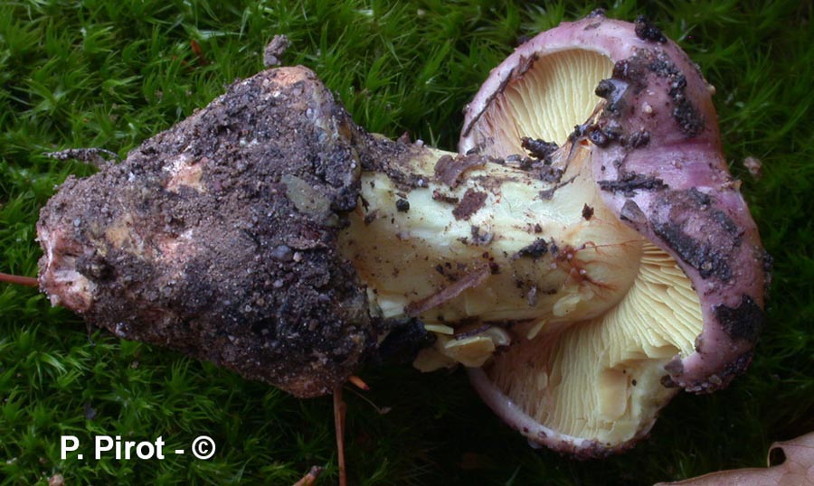 Cortinarius xanthophyllus