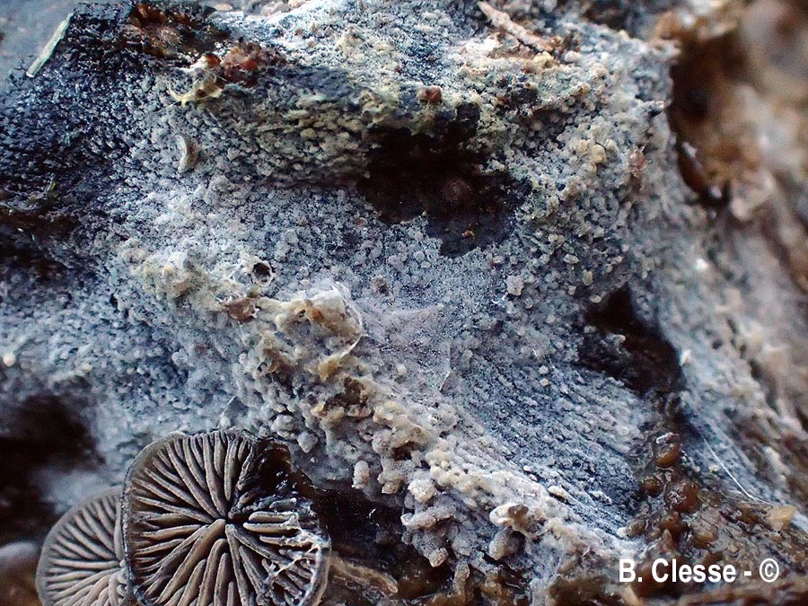 Basidiodendron walleynii