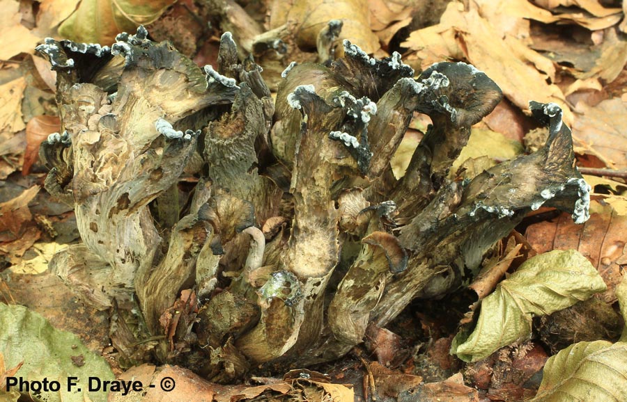 Craterellus cinereus