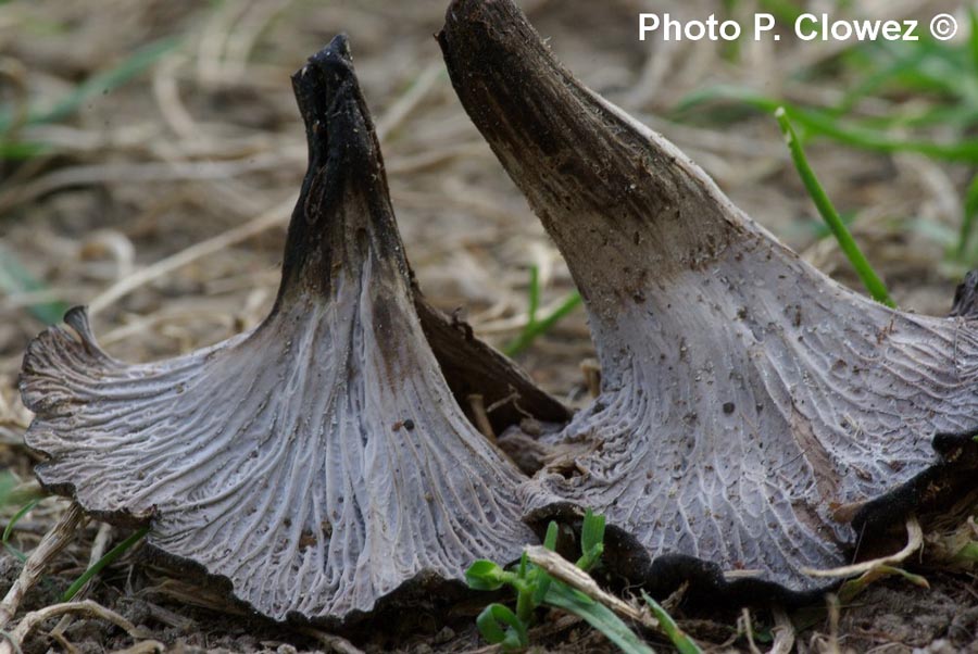 Craterellus cinereus