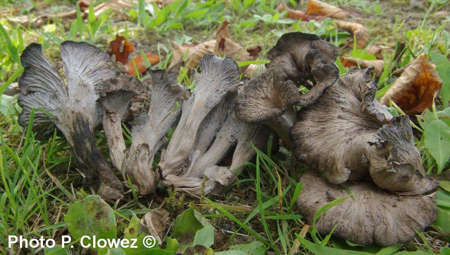 Craterellus cinereus