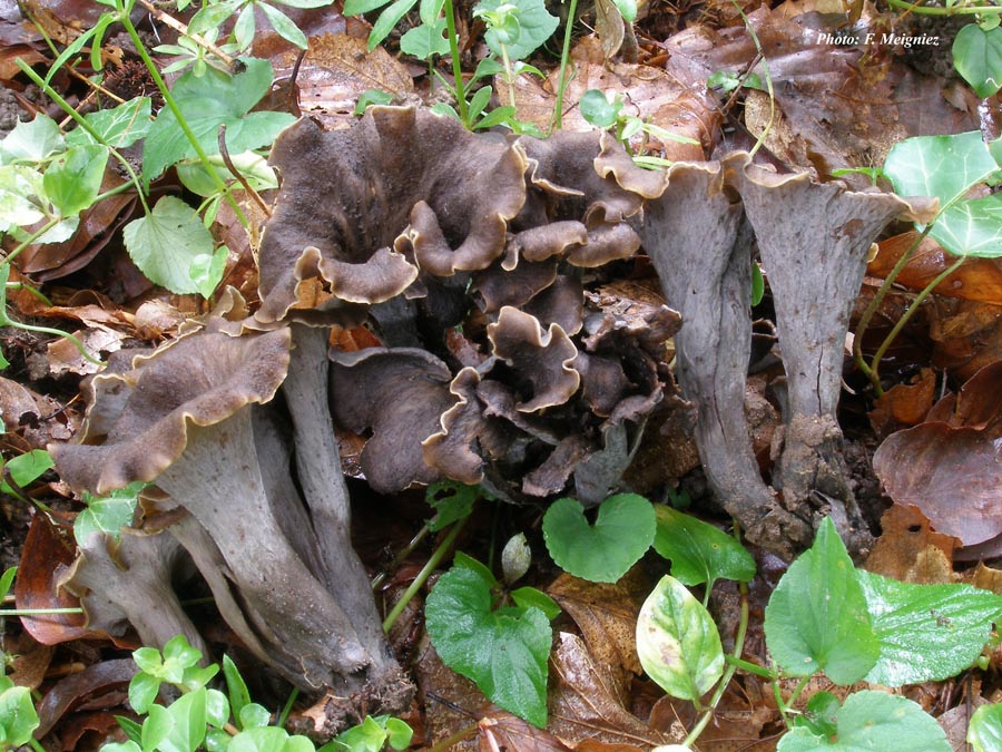 Craterellus cornucopioides