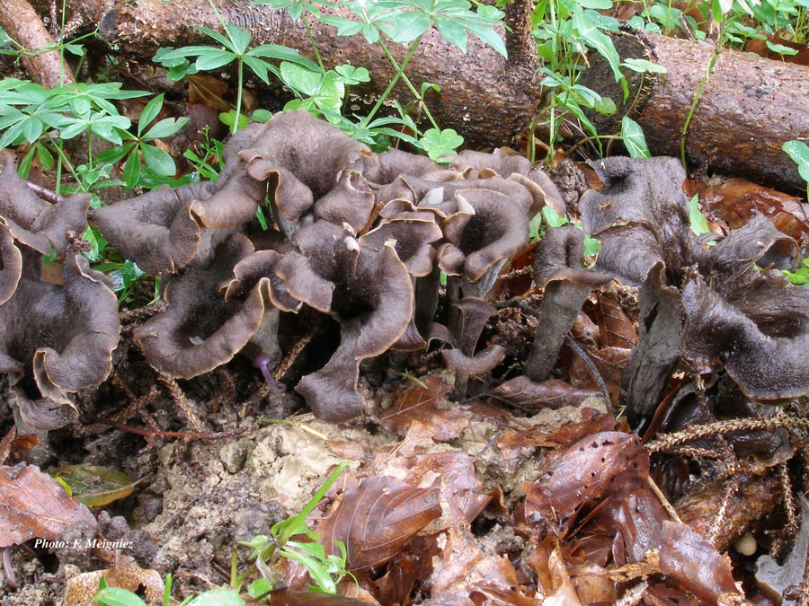 Craterellus cornucopioides