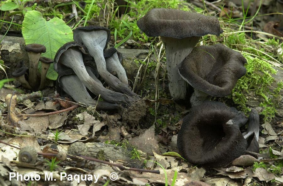 Craterellus cornucopioides