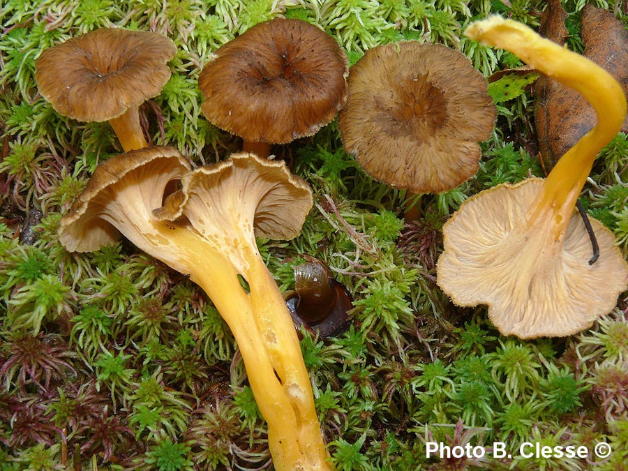 Craterellus lutescens