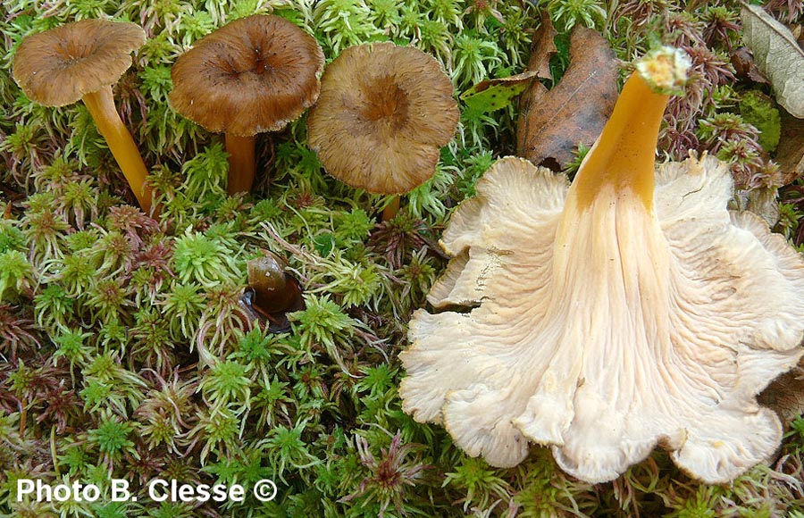 Craterellus lutescens