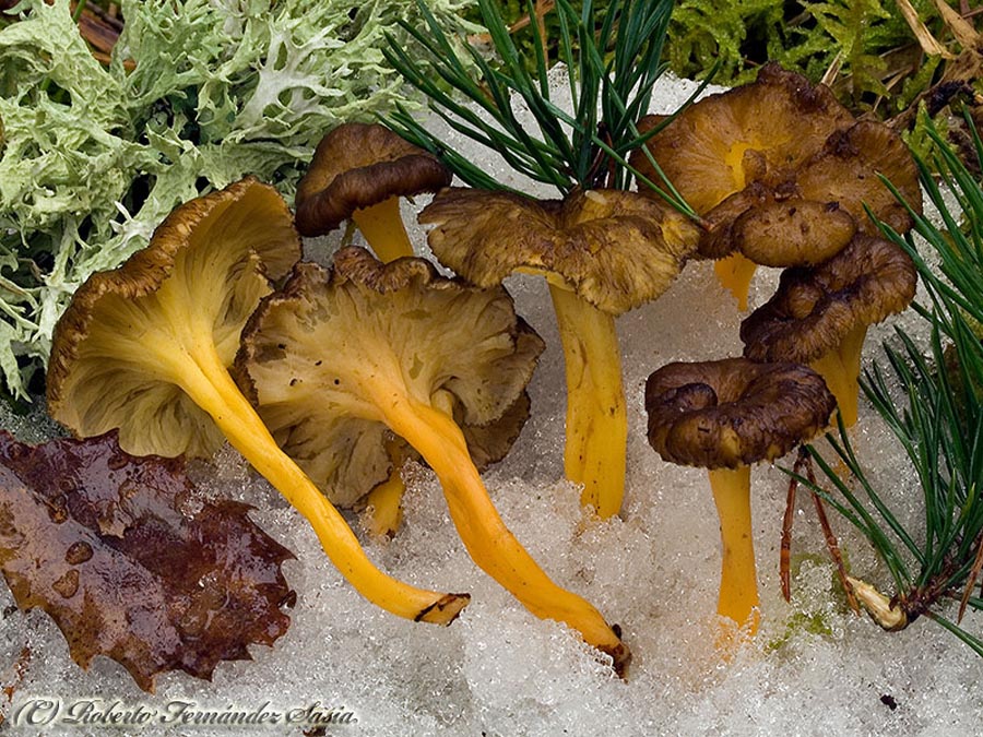 Craterellus lutescens