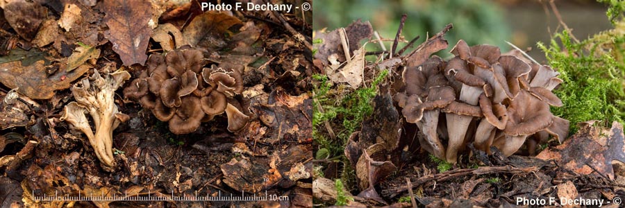 Pseudocraterellus undulatus (Craterellus sinuosus)