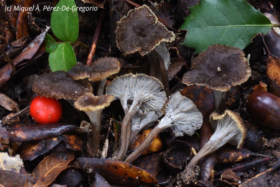 Pseudocraterellus sinuosus (Craterellus sinuosus)