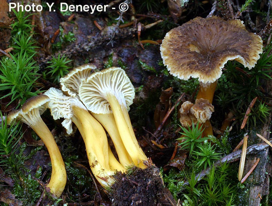 Cantharellus tubaeformis (Craterellus tubaeformis)