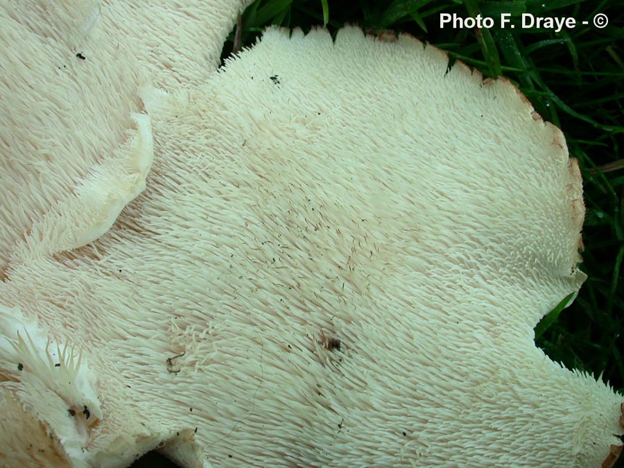 Hericium cirrhatum (Creolophus cirrhatus)