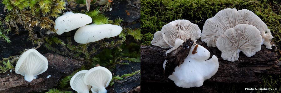 Crepidotus applanatus