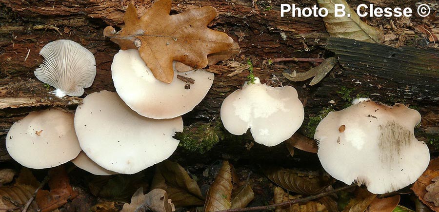 Crepidotus applanatus