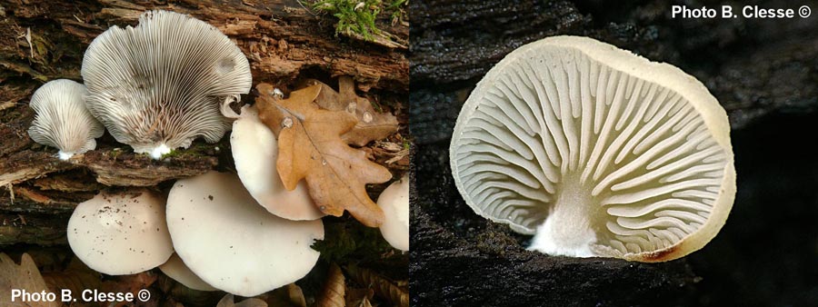 Crepidotus applanatus