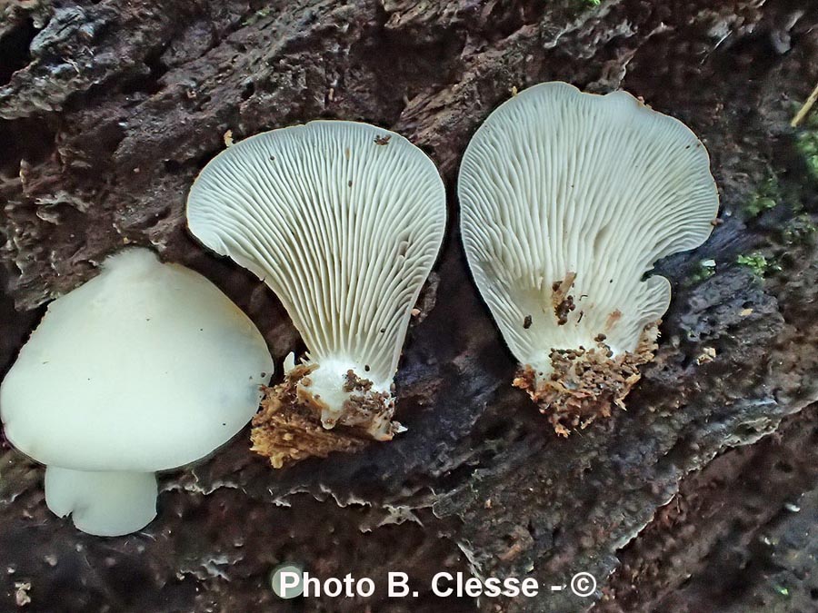 Crepidotus applanatus