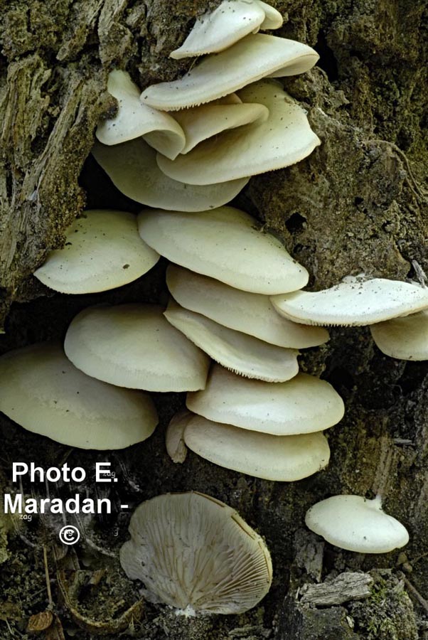 Crepidotus applanatus