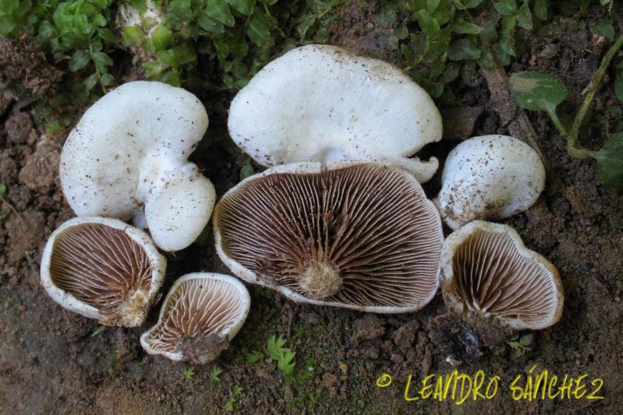 Crepidotus autochtonus