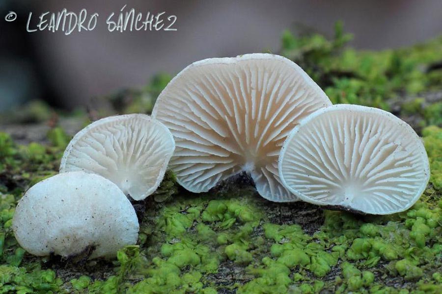 Crepidotus autochtonus