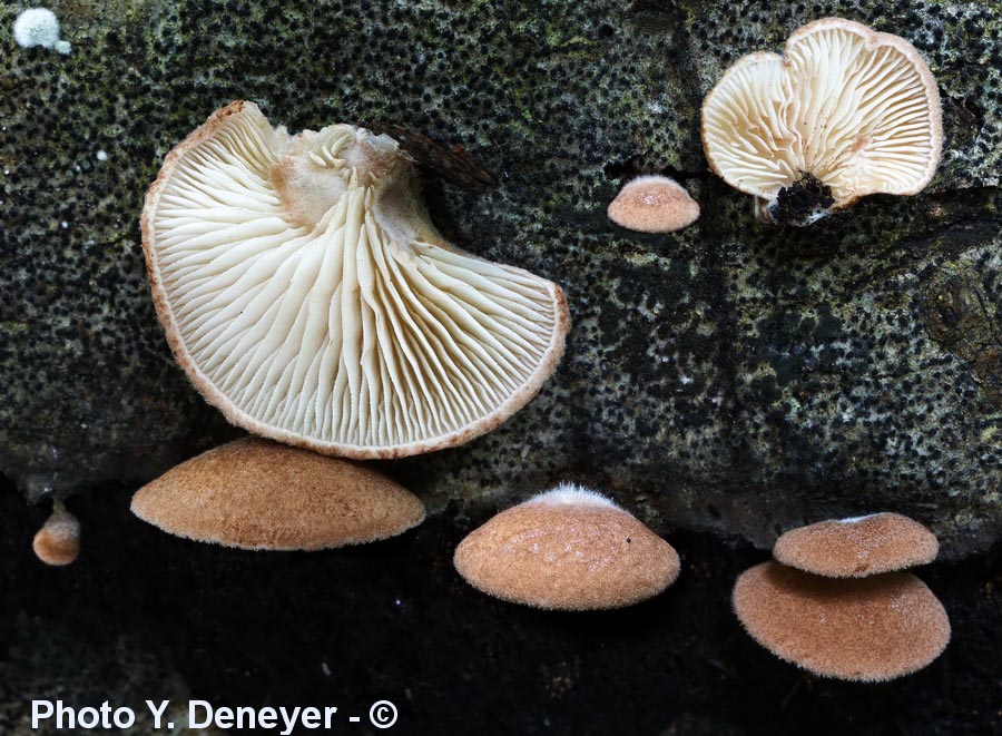 Crepidotus brunneoroseus