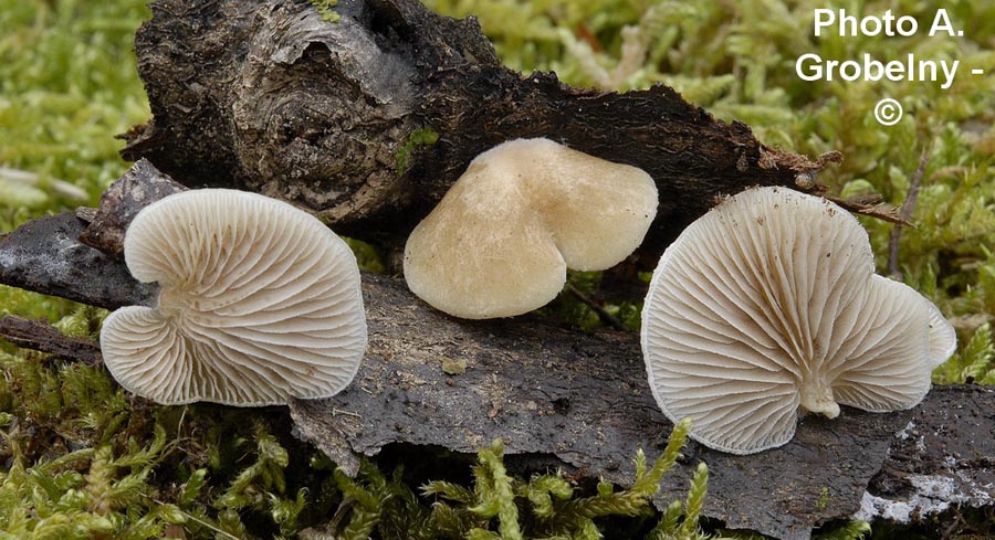 Crepidotus calolepis var. squamulosus