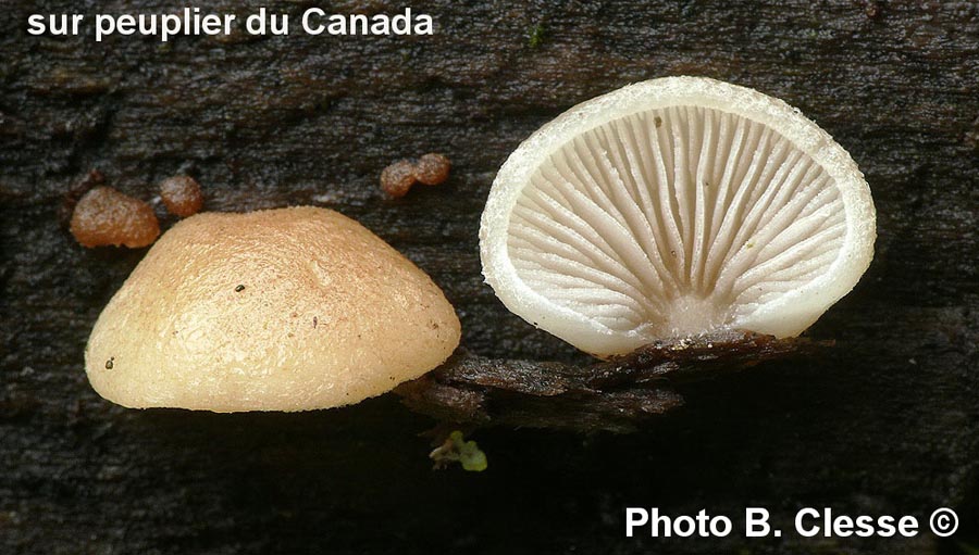 Crepidotus calolepis