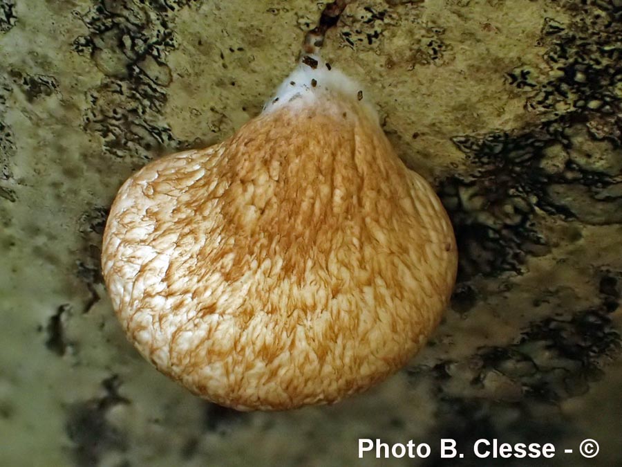 Crepidotus calolepis