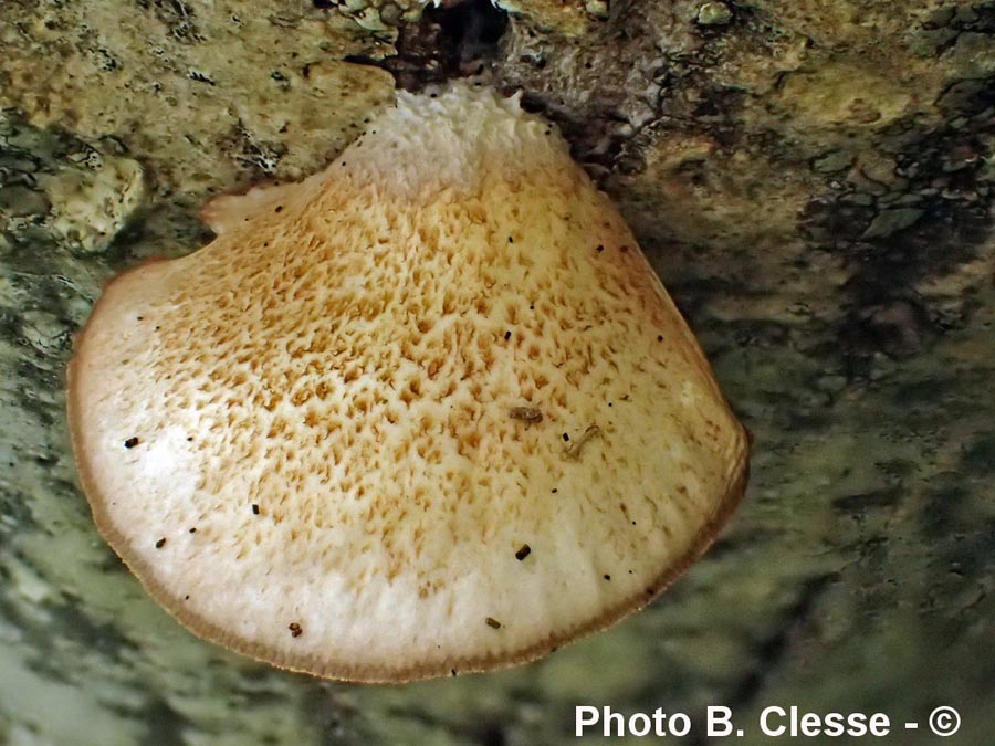 Crepidotus calolepis