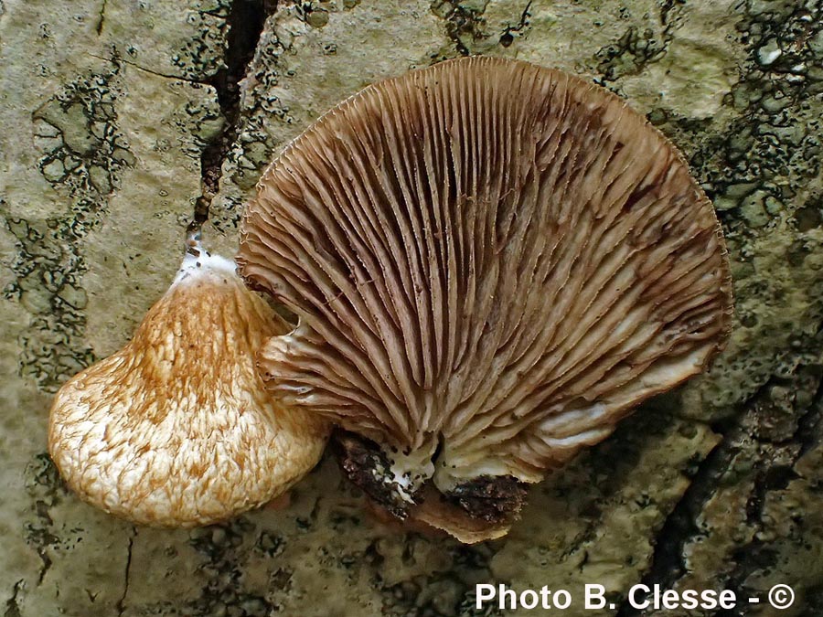 Crepidotus calolepis