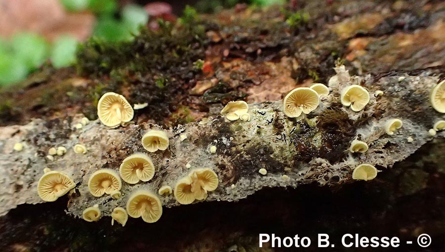 Crepidotus carpaticus