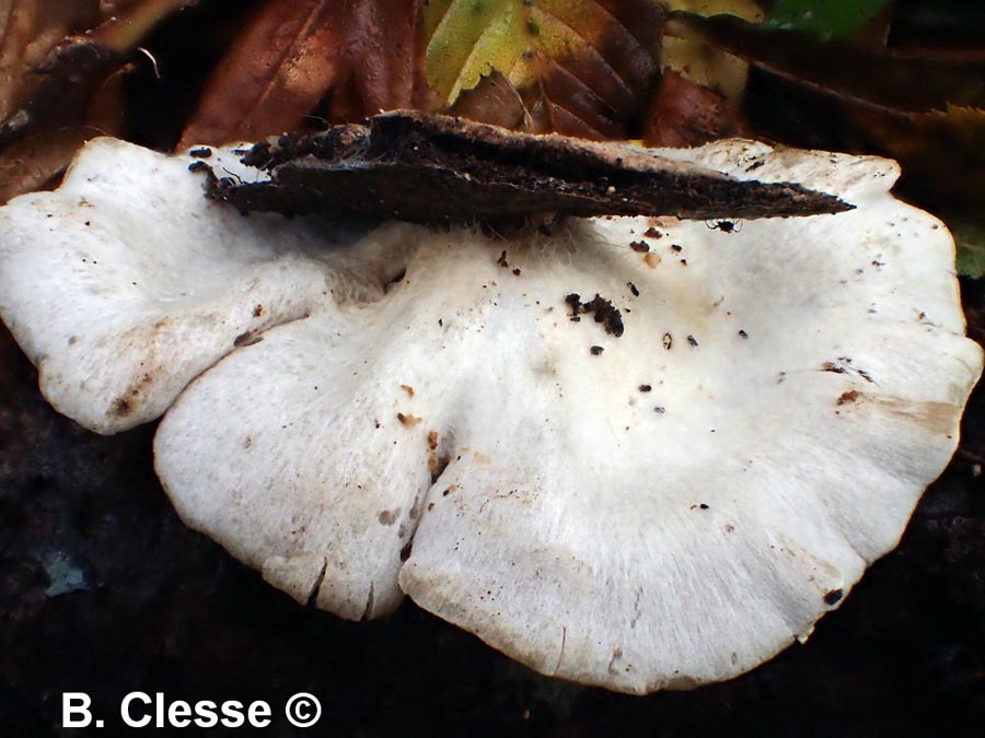 Crepidotus caspari (Crepidotus lundellii)