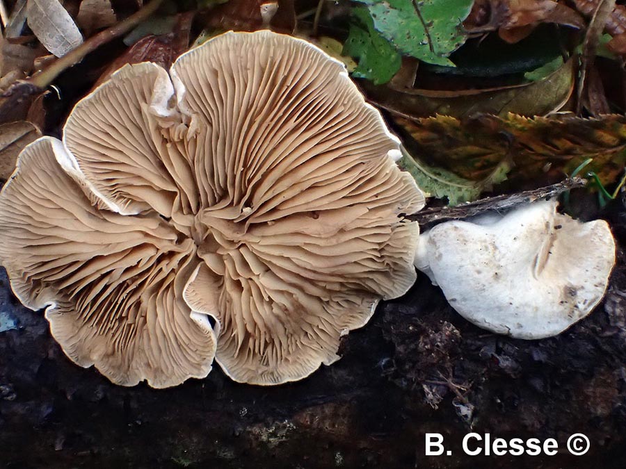 Crepidotus caspari (Crepidotus lundellii)