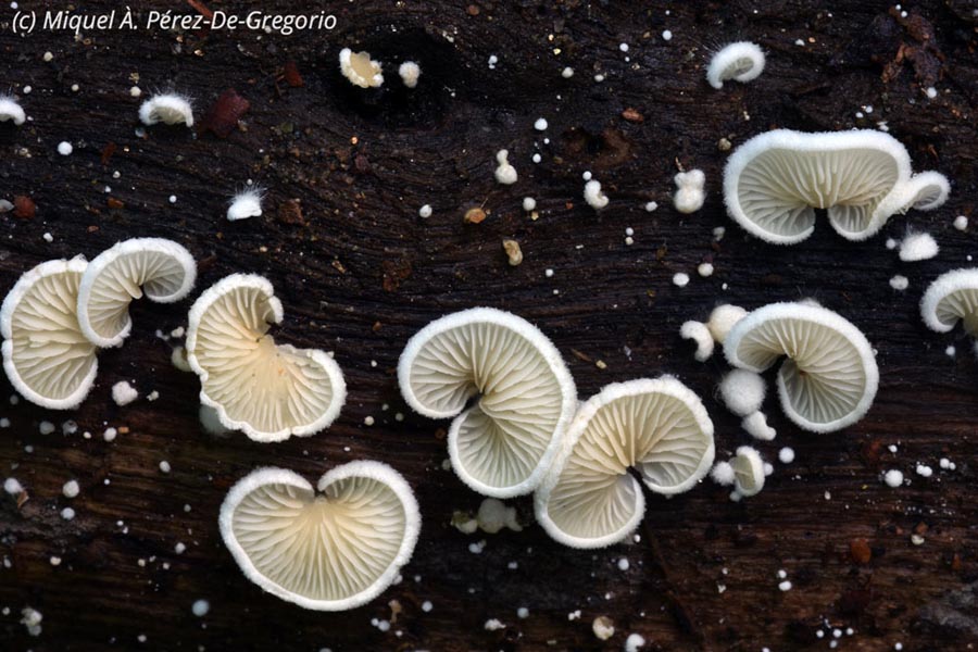 Crepidotus caspari