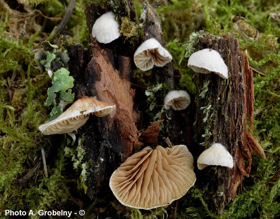 Crepidotus cesatii var. casatii