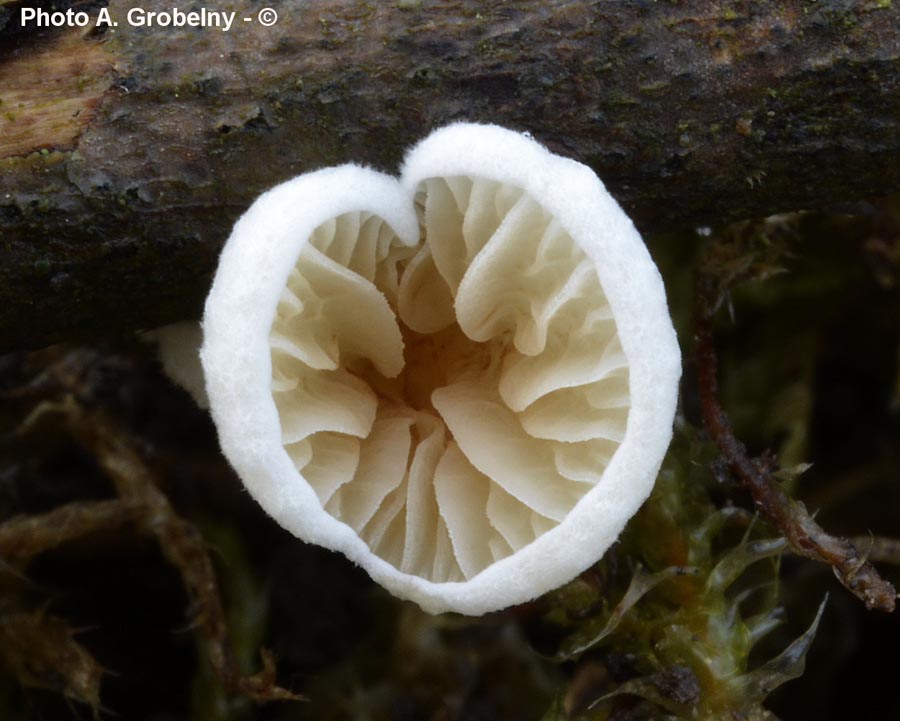 Crepidotus cesatii var. subphaeosporus