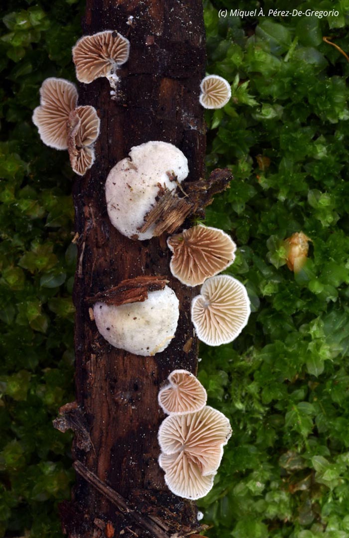 Crepidotus cesatii