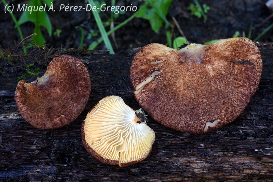 Crepidotus crocophyllus