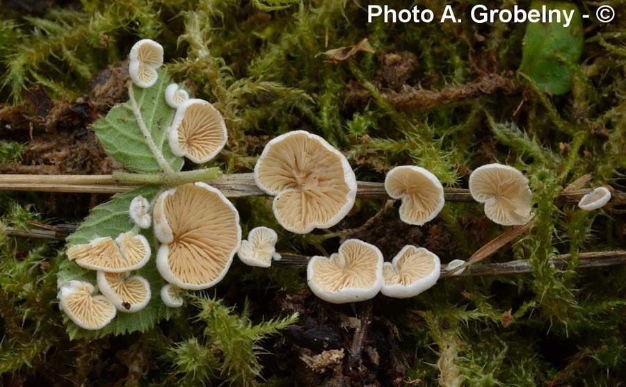 Crepidotus epibryus